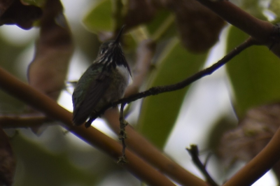 Calliope Hummingbird - ML566119301