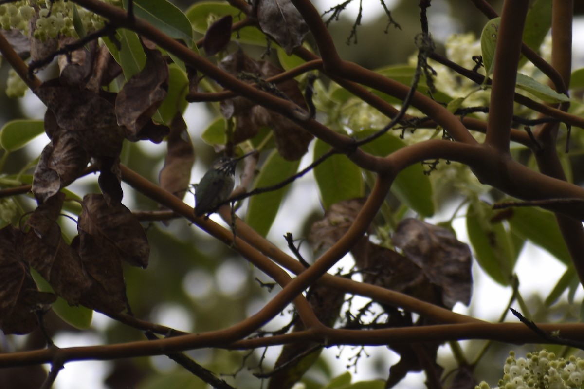 Calliope Hummingbird - ML566119311