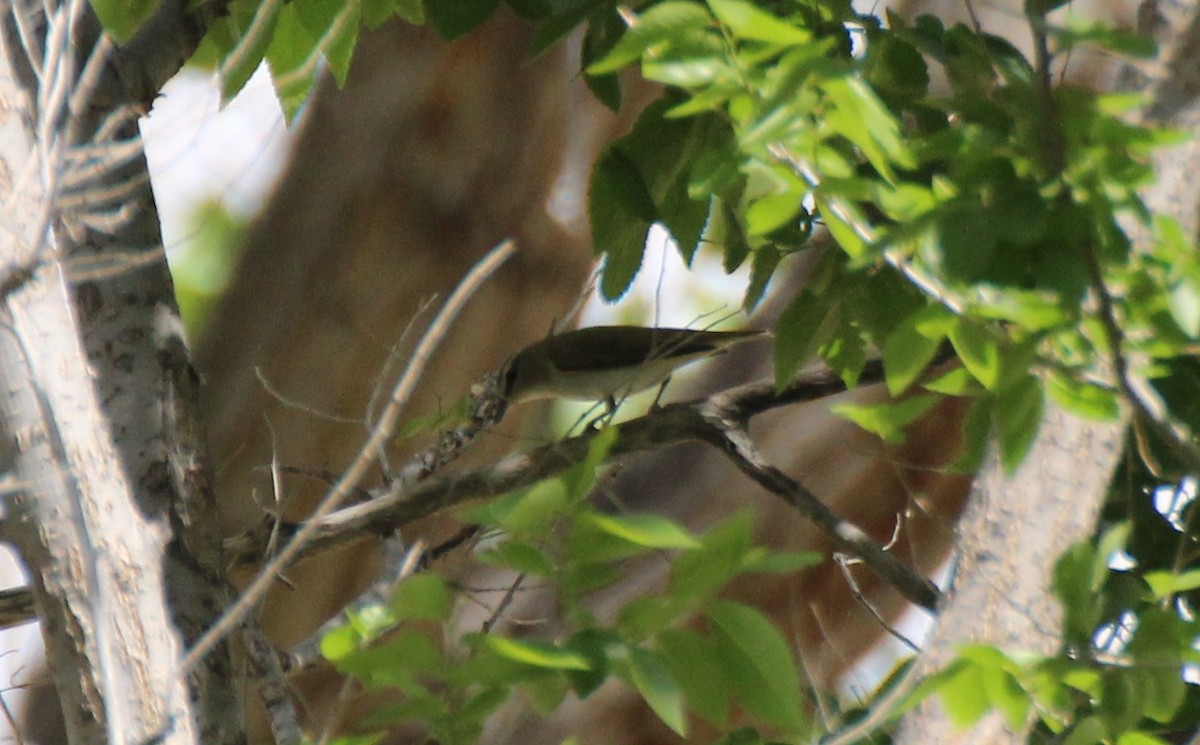 Red-eyed Vireo - ML566120391