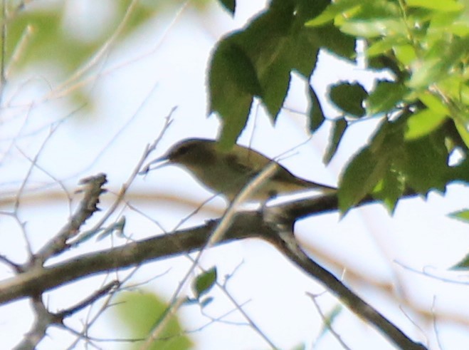 Red-eyed Vireo - ML566120691