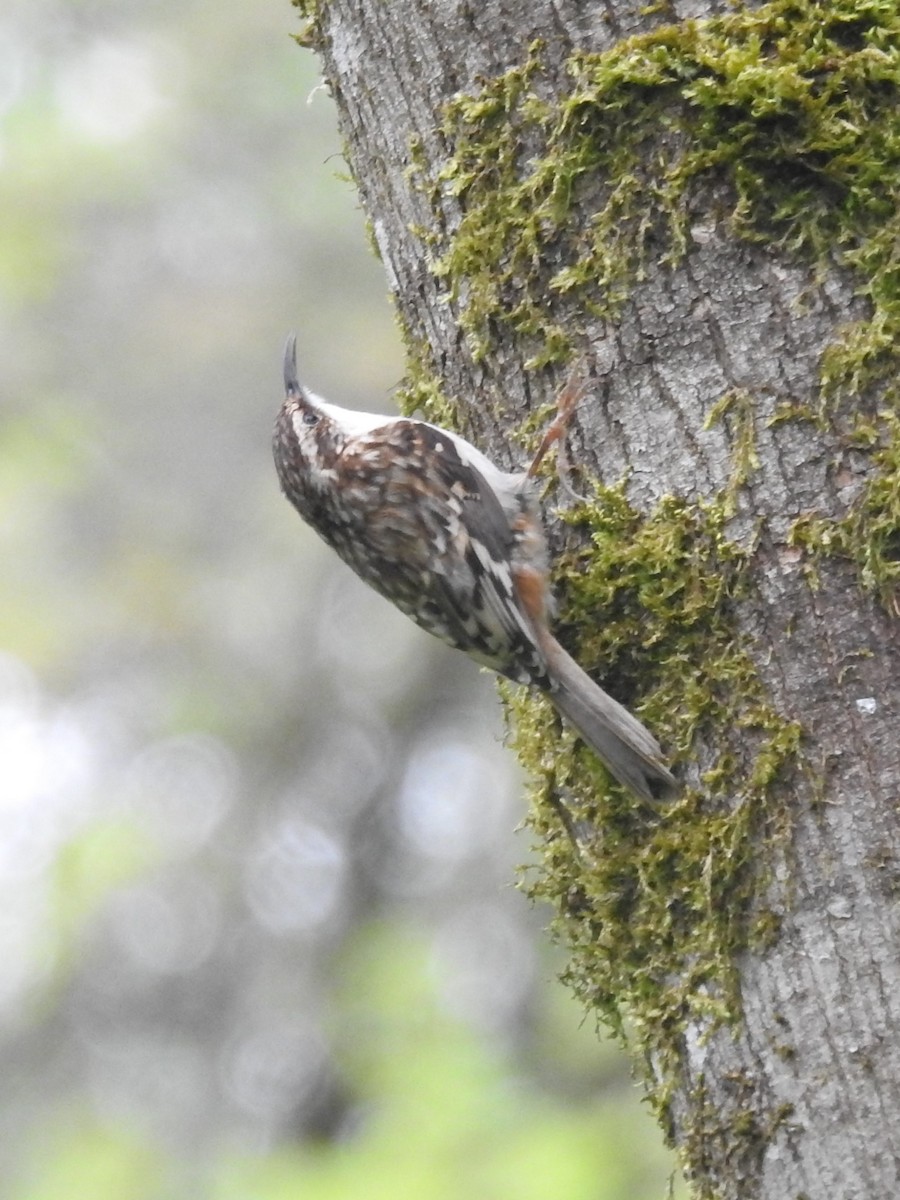 Brown Creeper - ML566121601