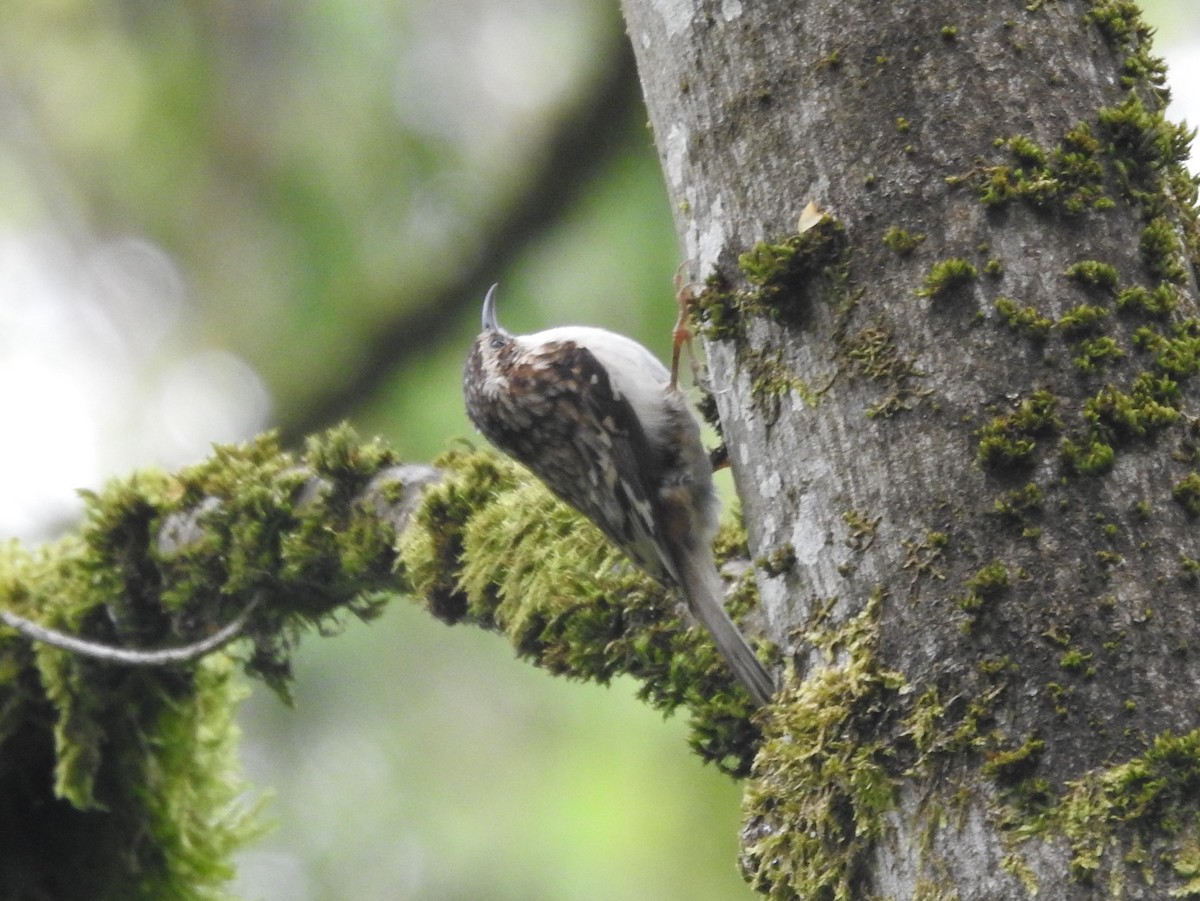 Brown Creeper - ML566121611