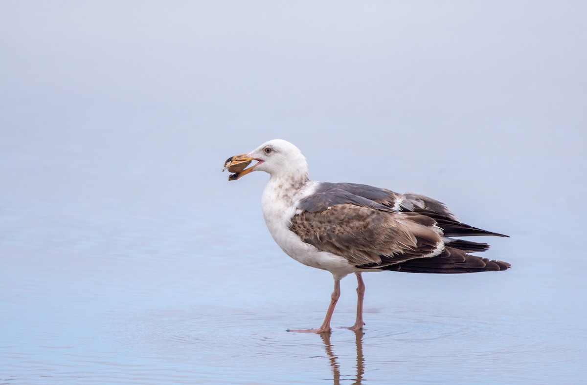 Western Gull - ML566121711