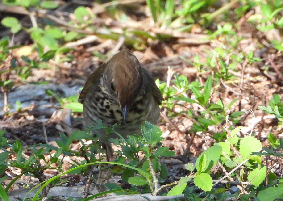 Bicknell's Thrush - ML566122441