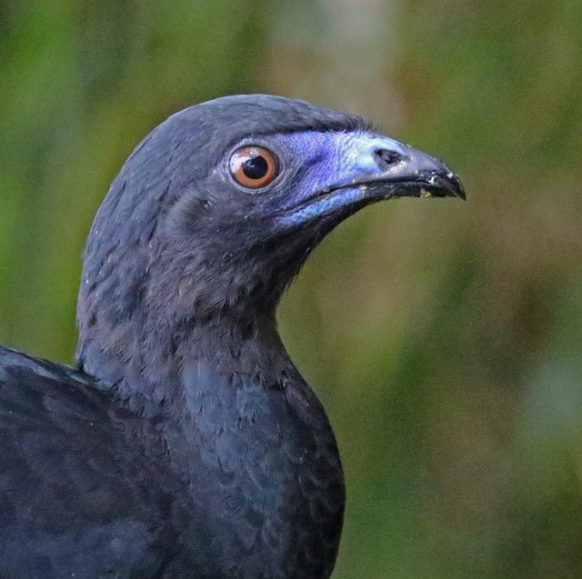 Black Guan - John Cassady