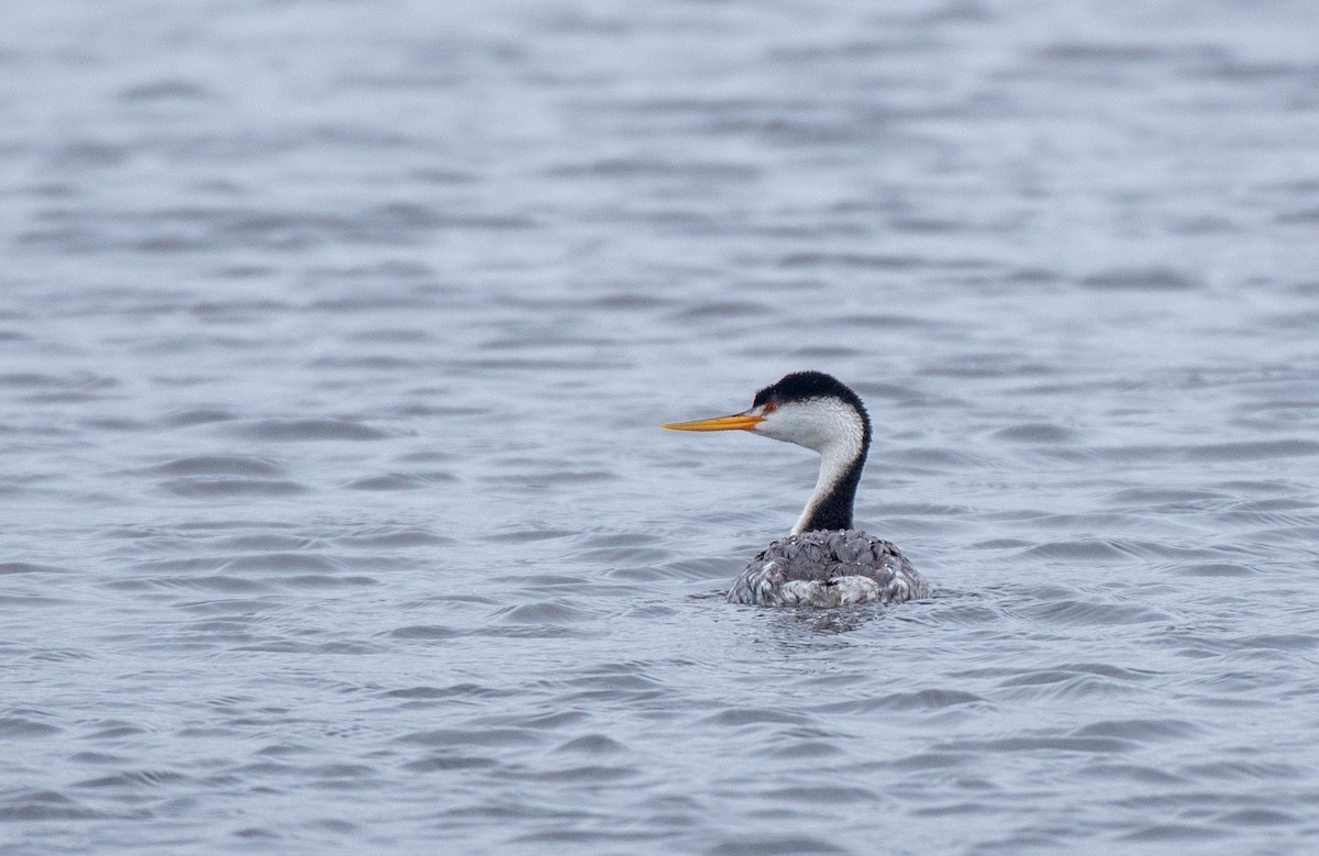 Clark's Grebe - ML566123231