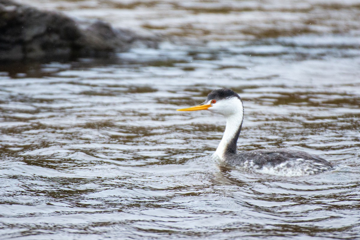 Clark's Grebe - ML566123241