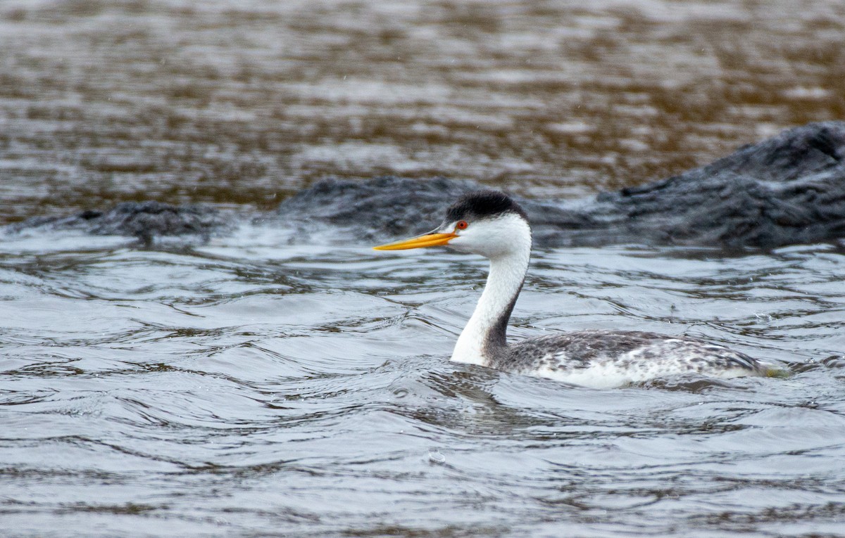 Clark's Grebe - ML566123281