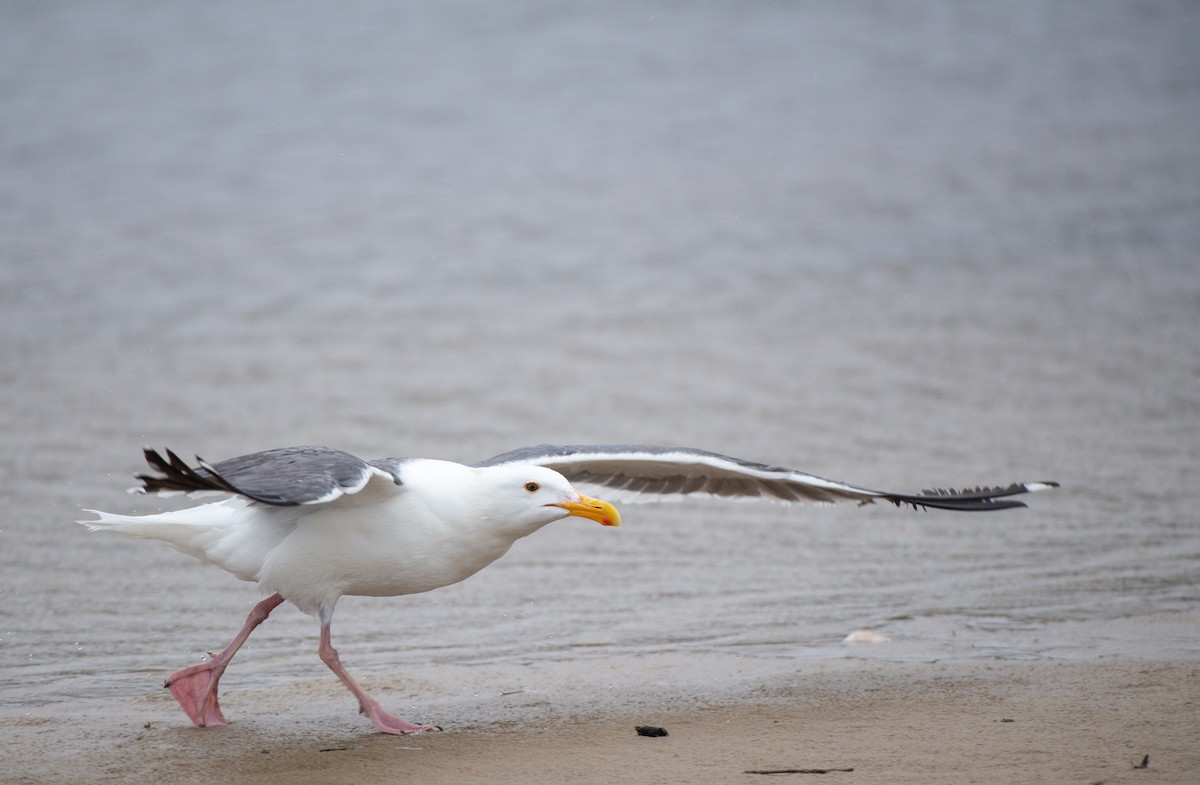 Western Gull - ML566123511