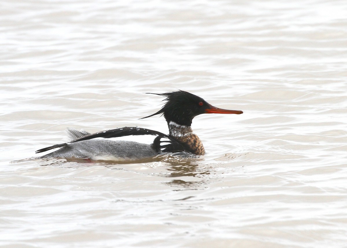 Red-breasted Merganser - Nick Anich