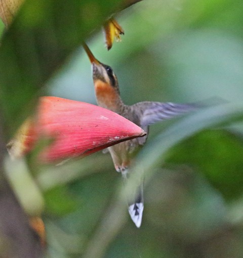 Полосатохвостый колибри-отшельник - ML566124971