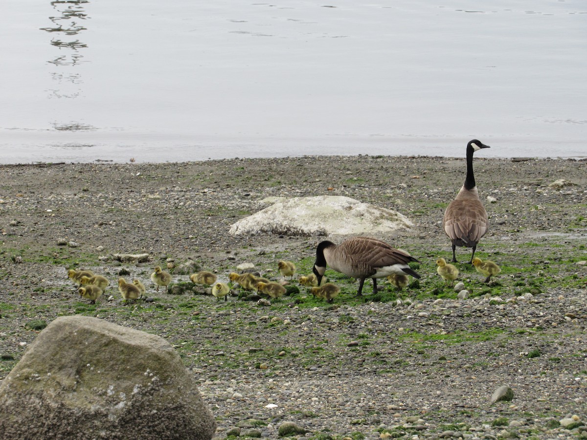 Canada Goose - David Poortinga