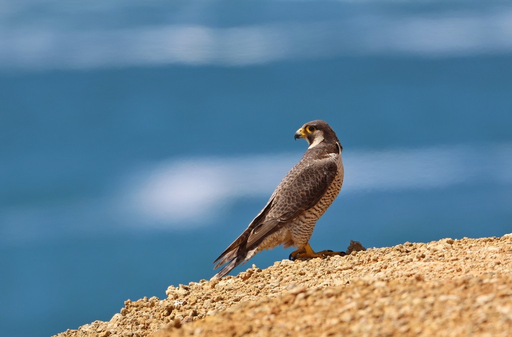 Peregrine Falcon - alexandre oliveira