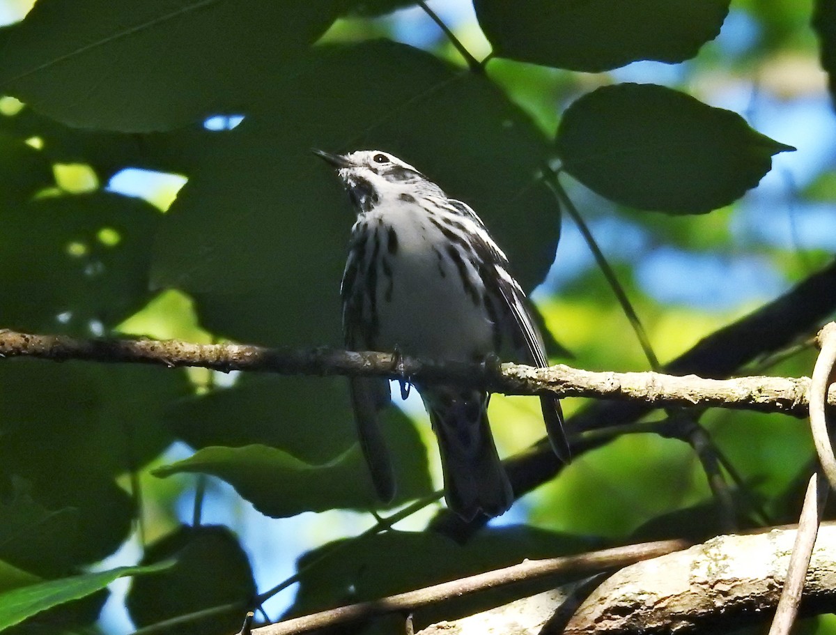 Black-and-white Warbler - ML566128331