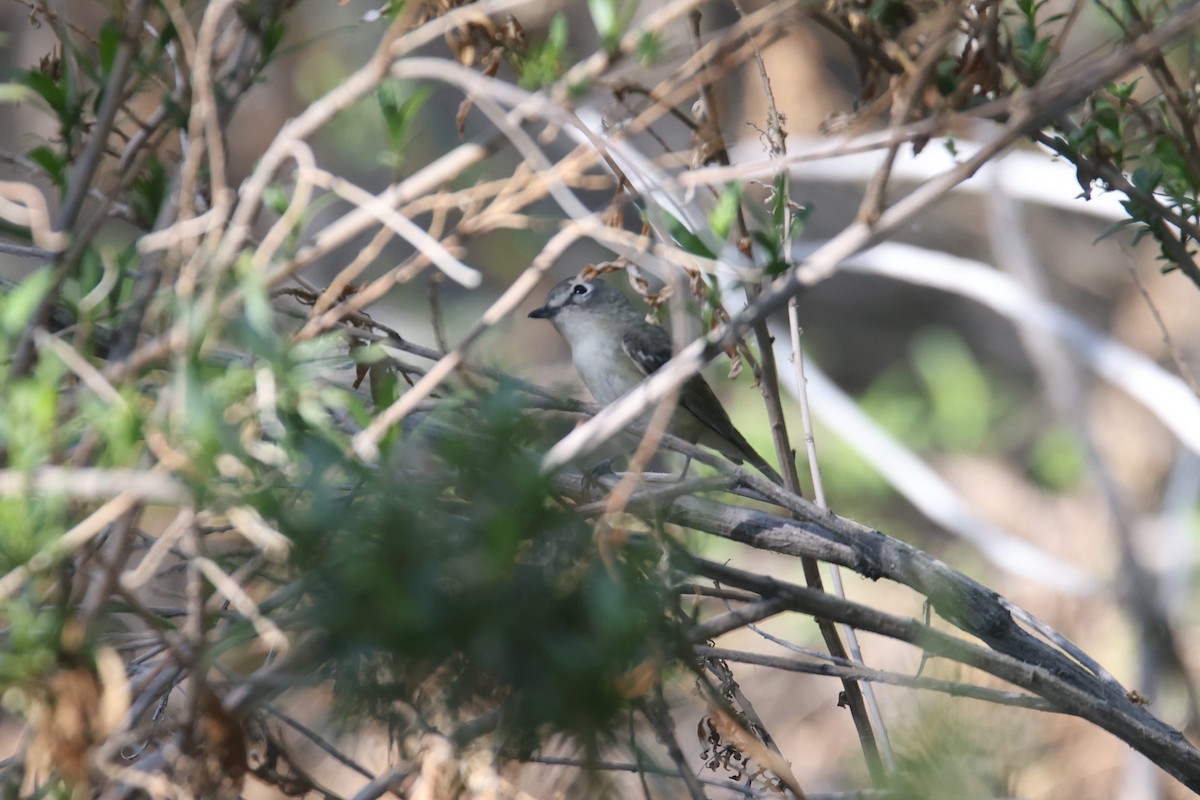 Cassin's Vireo - Ryan Terrill