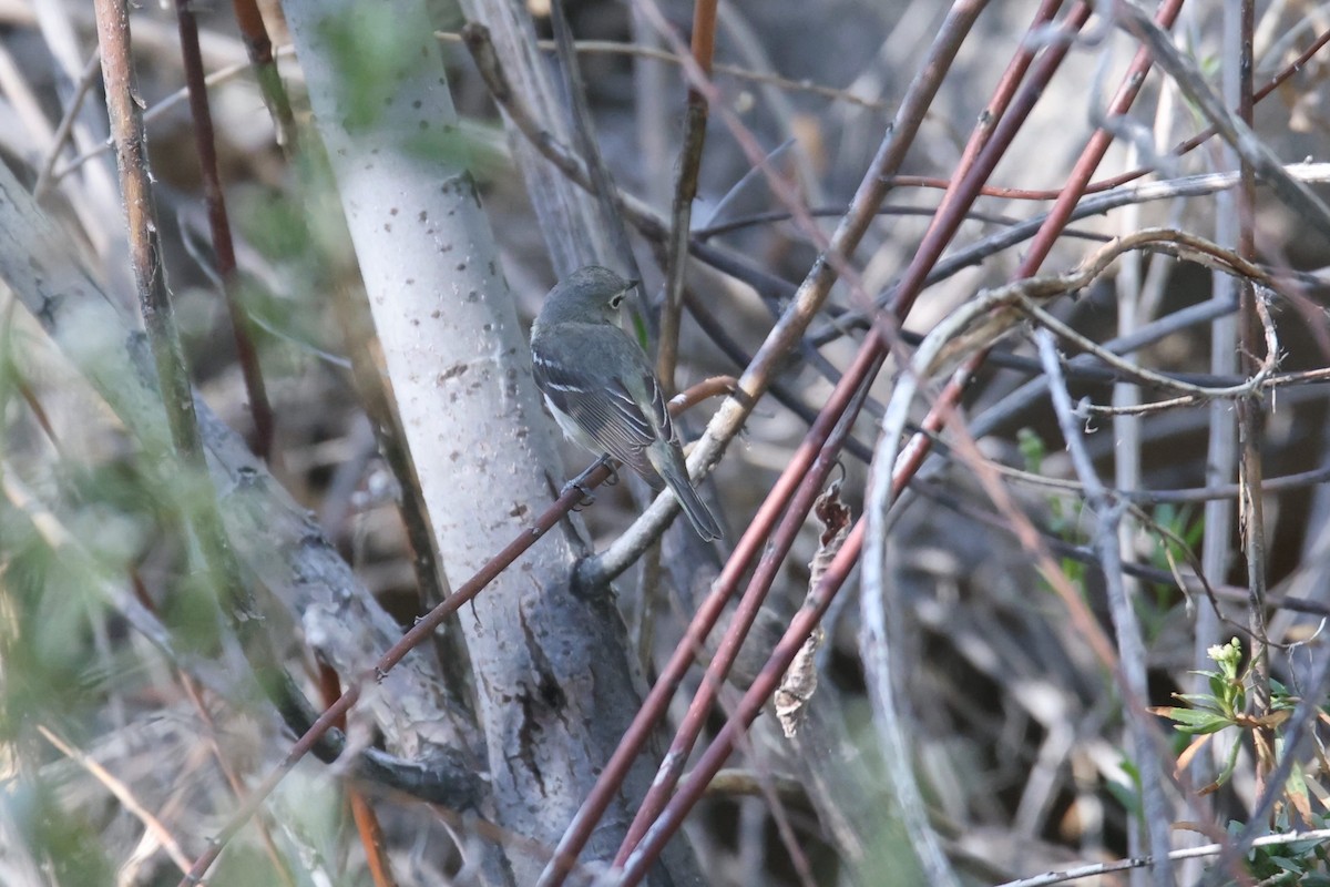 Cassin's Vireo - Ryan Terrill