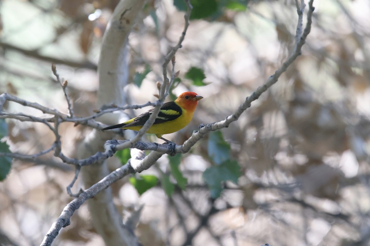 Western Tanager - ML566128721