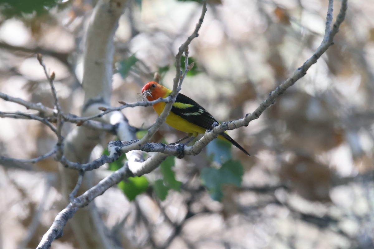 Western Tanager - ML566128771