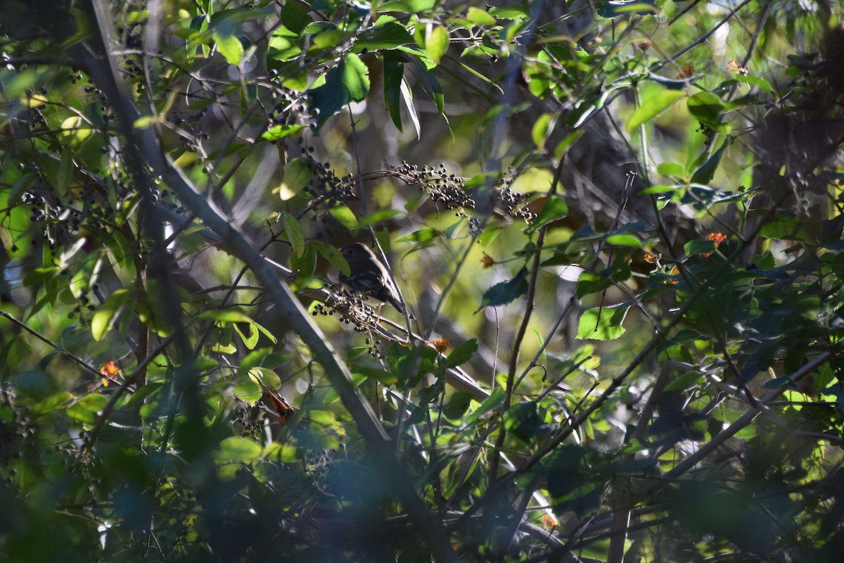 White-crested Elaenia - Julián Uriel Collado