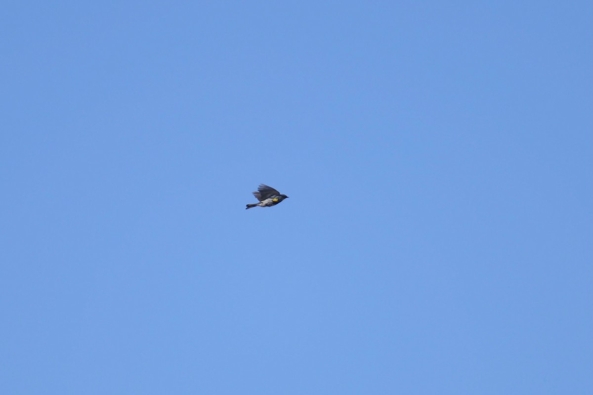 lesňáček žlutoskvrnný (ssp. auduboni) - ML566129371