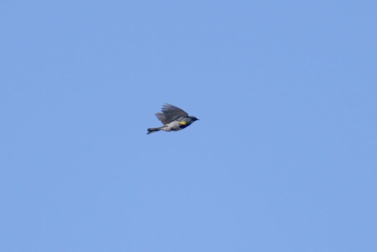 Yellow-rumped Warbler (Audubon's) - ML566129411