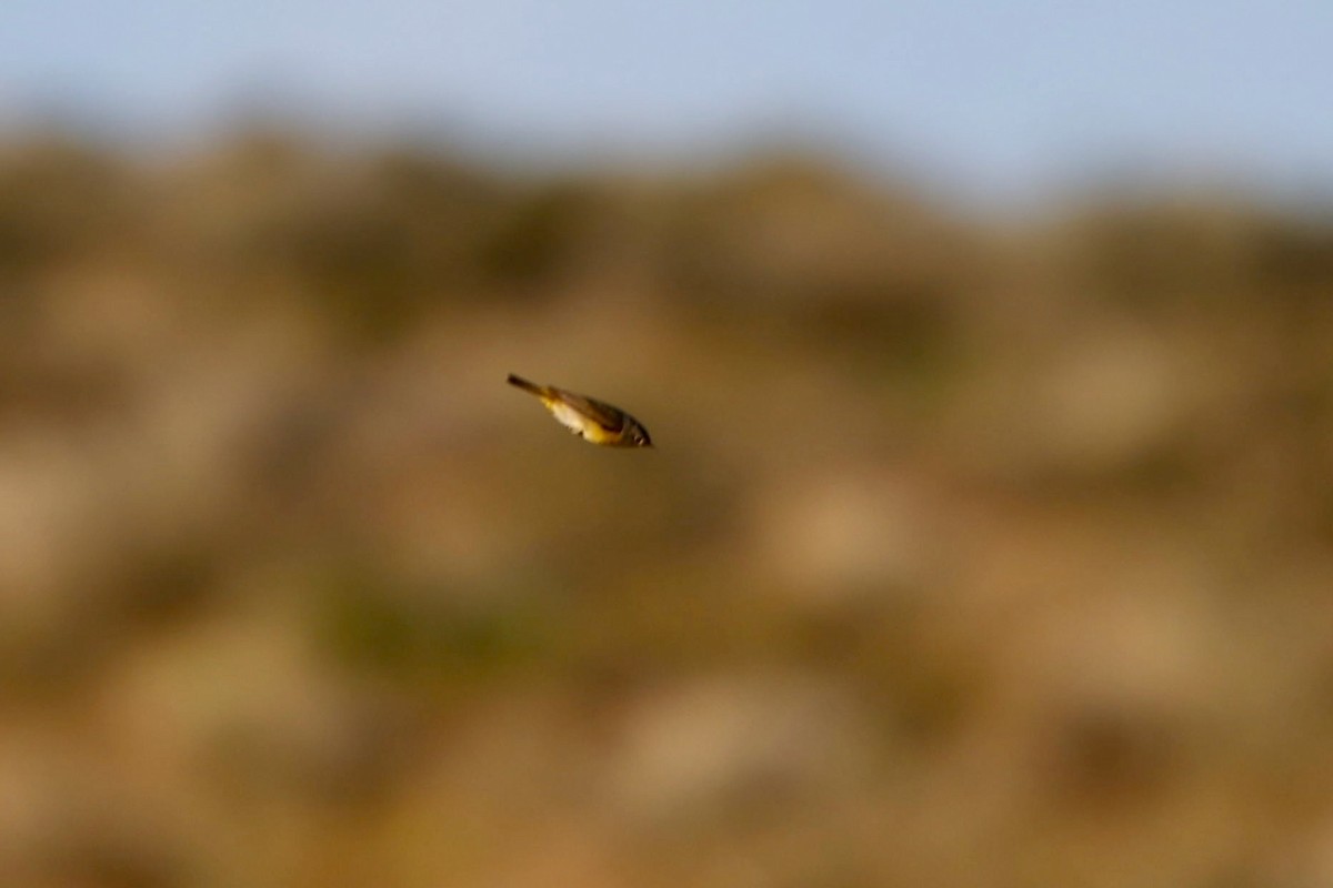 Nashville Warbler - ML566129661