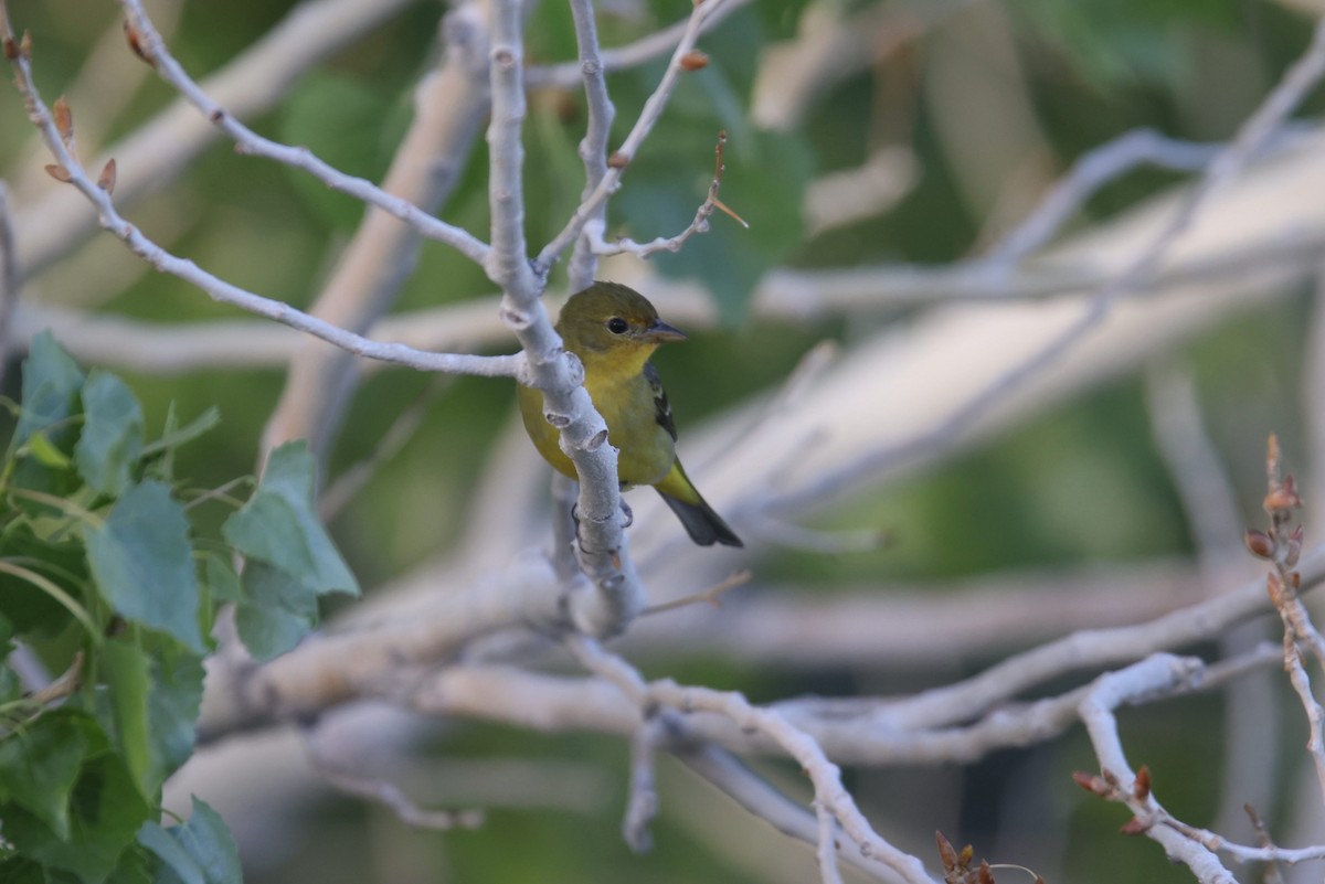 Western Tanager - ML566129751