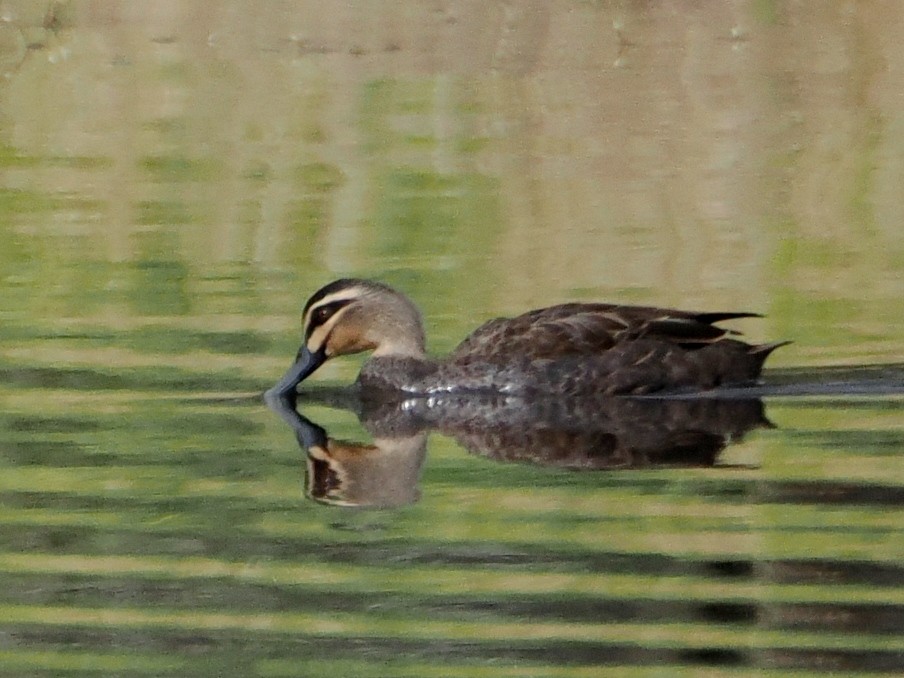 Pacific Black Duck - Charles Lam