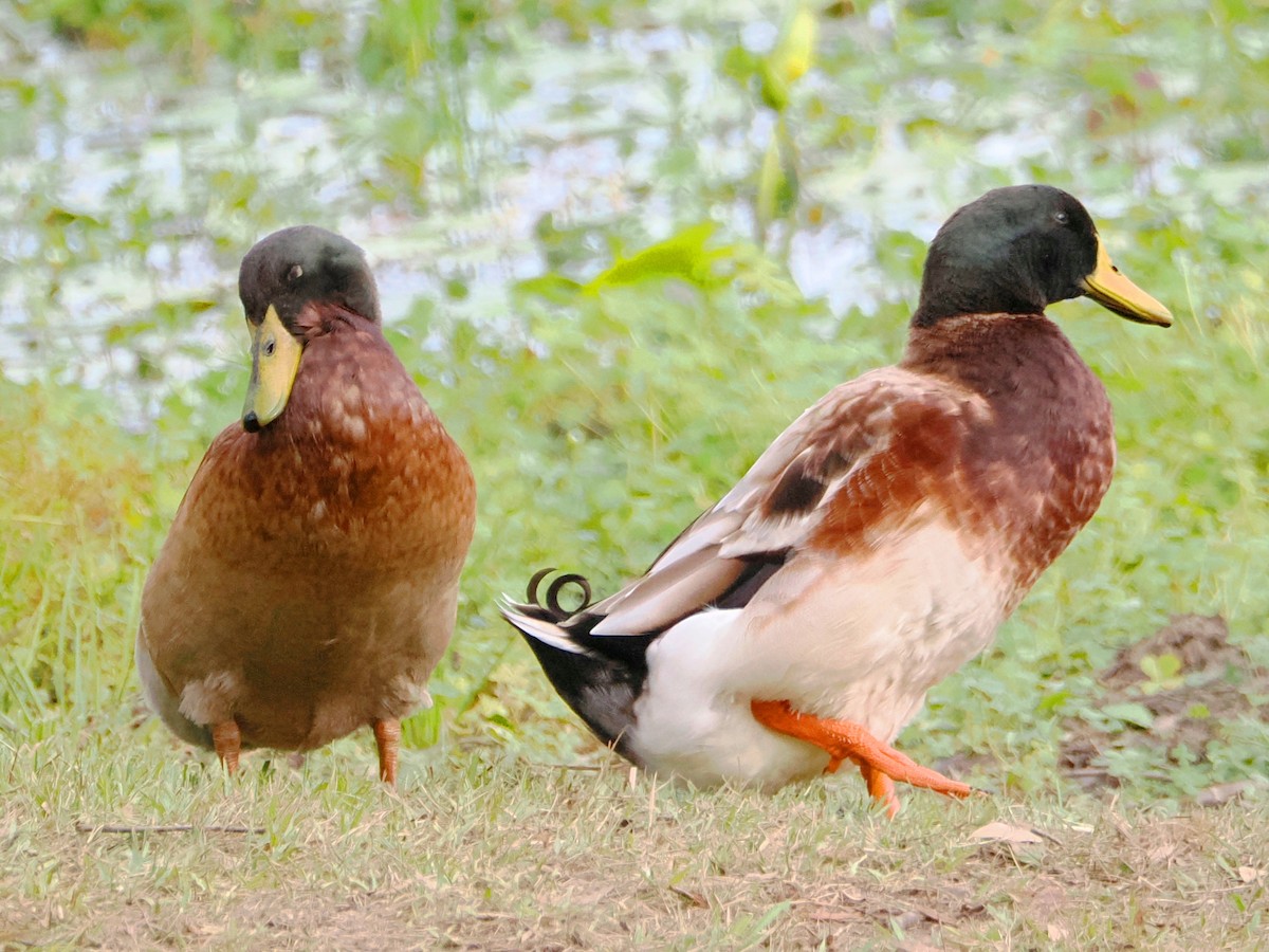 Mallard (Domestic type) - Charles Lam