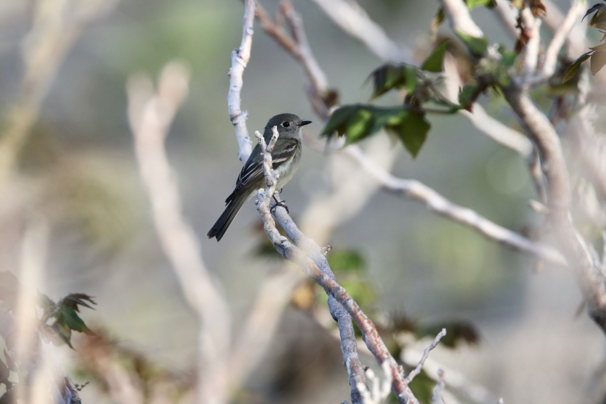 Hammond's Flycatcher - Ryan Terrill