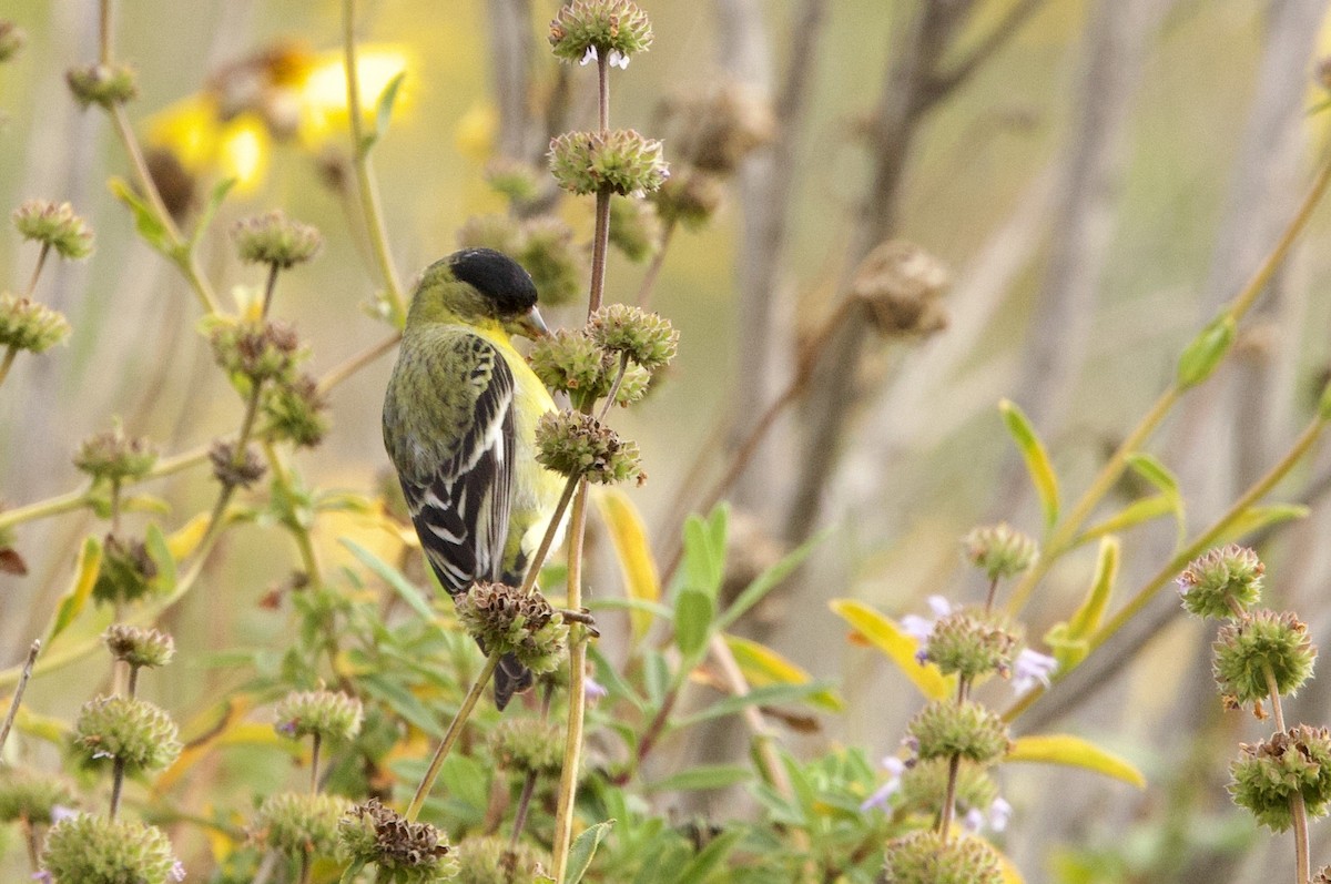 Lesser Goldfinch - ML566130061