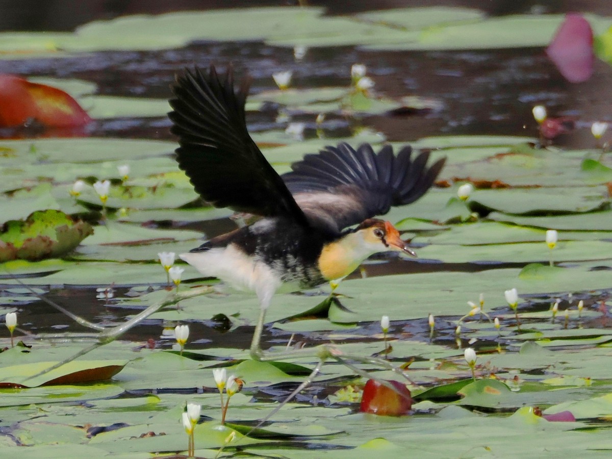 Jacana Crestada - ML566130081