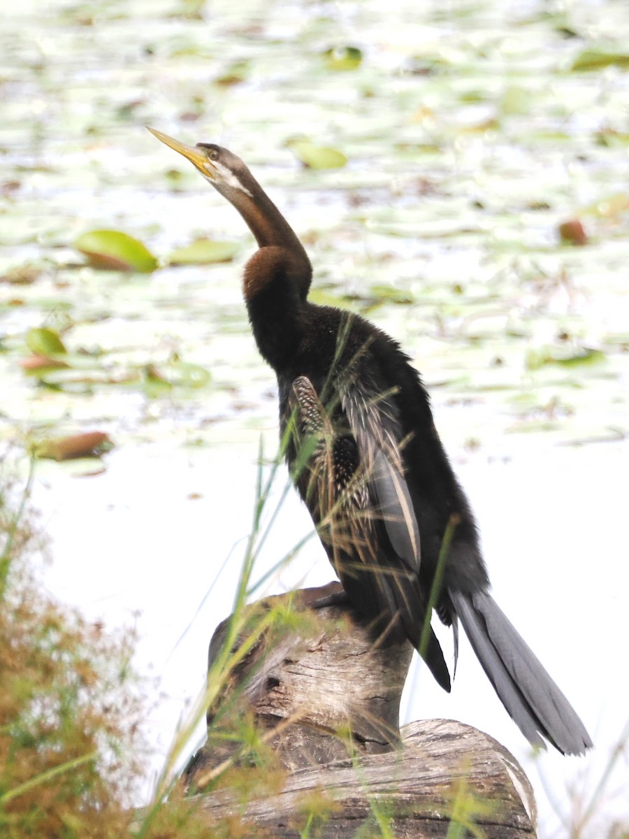 Anhinga Australiana - ML566130181