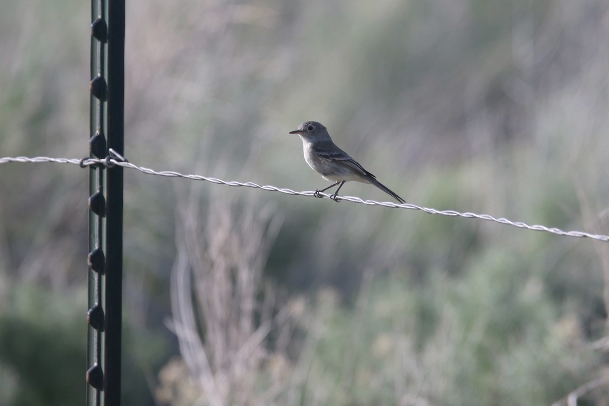 Gray Flycatcher - ML566130241
