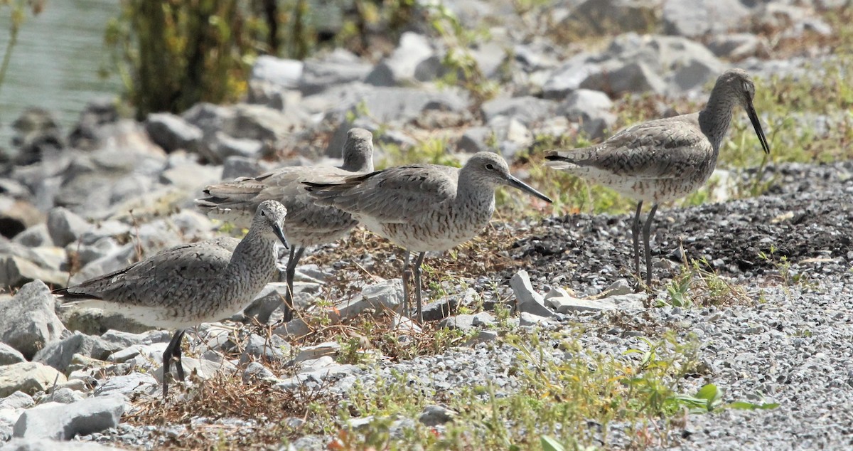 Willet - ML566130991