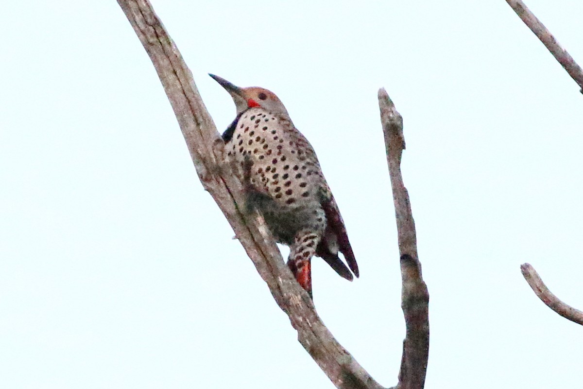 Northern Flicker (Red-shafted) - ML566131951