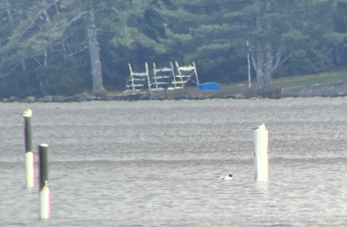 Bonaparte's Gull - ML566135061