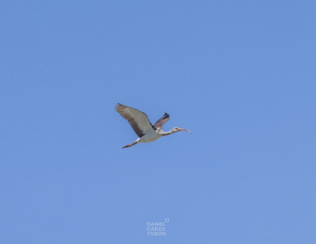 ibis bílý - ML566137401