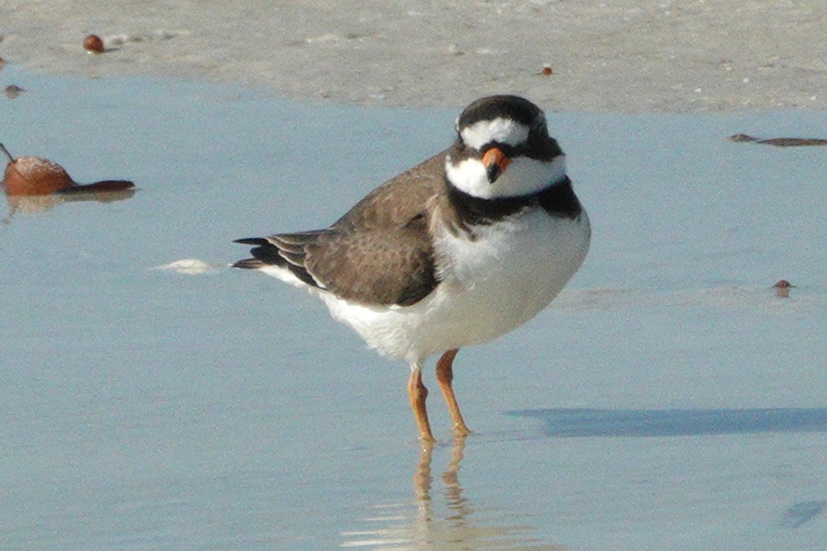 eBird Checklist - 2 May 2023 - Siesta Key--Beach Access 5 - 17 species