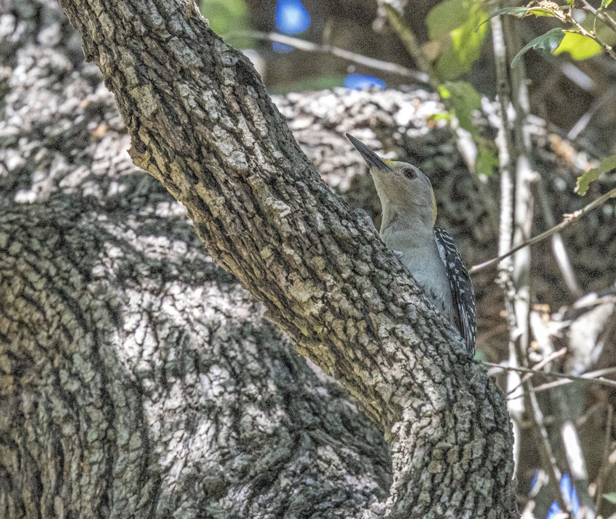 Golden-fronted Woodpecker - ML566138391