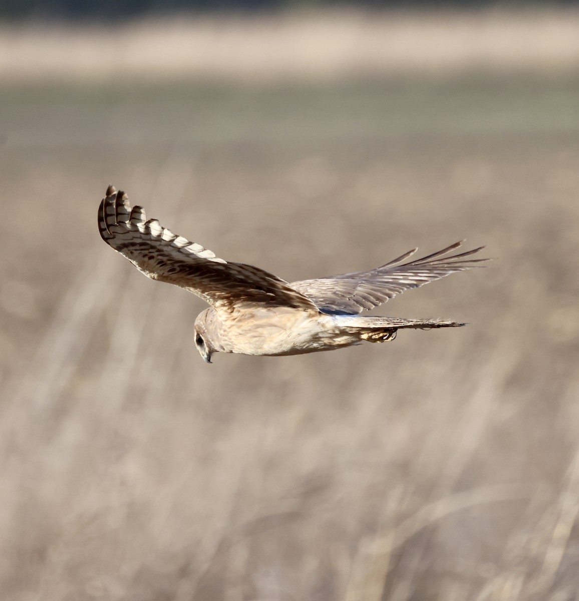 Northern Harrier - ML566139421