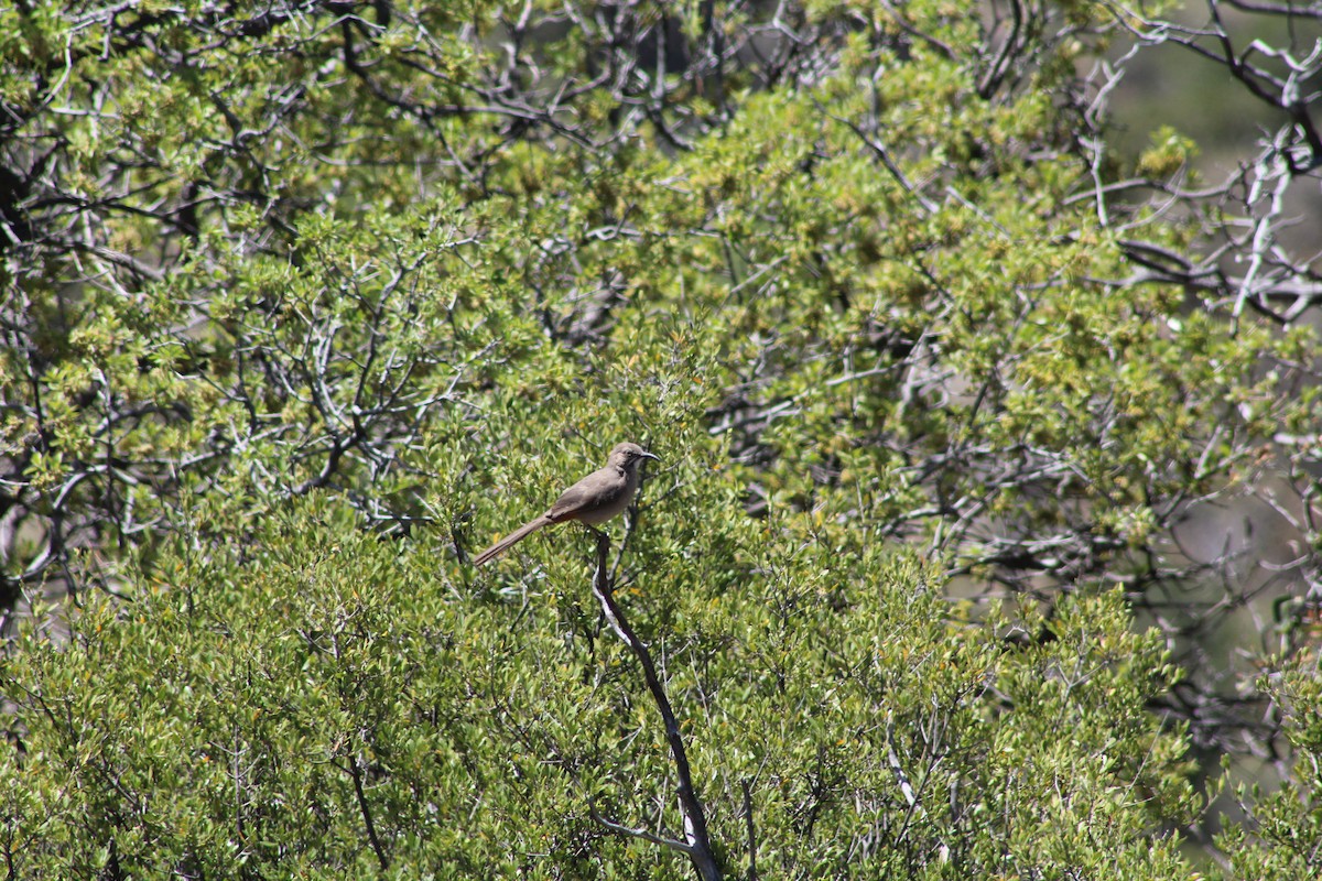 Crissal Thrasher - ML566140031