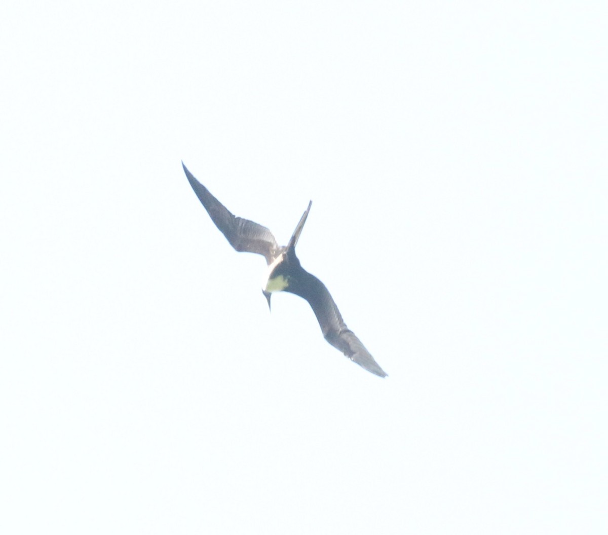 Magnificent Frigatebird - ML566143521