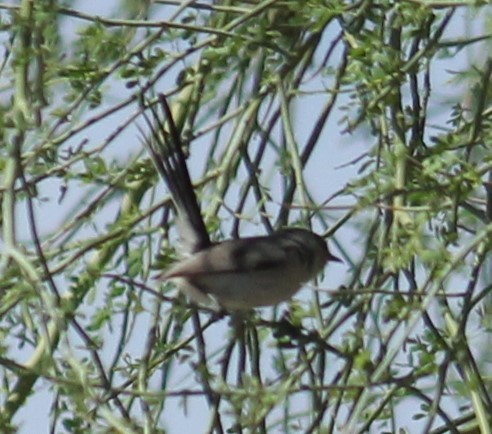 Black-tailed Gnatcatcher - ML566143531