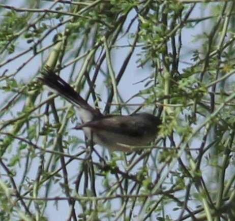 Black-tailed Gnatcatcher - ML566143631