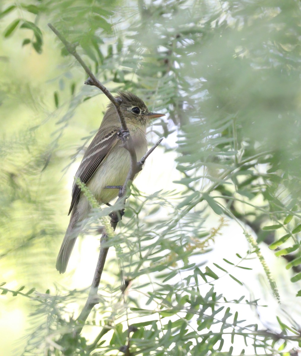 Western Flycatcher (Pacific-slope) - ML566143641