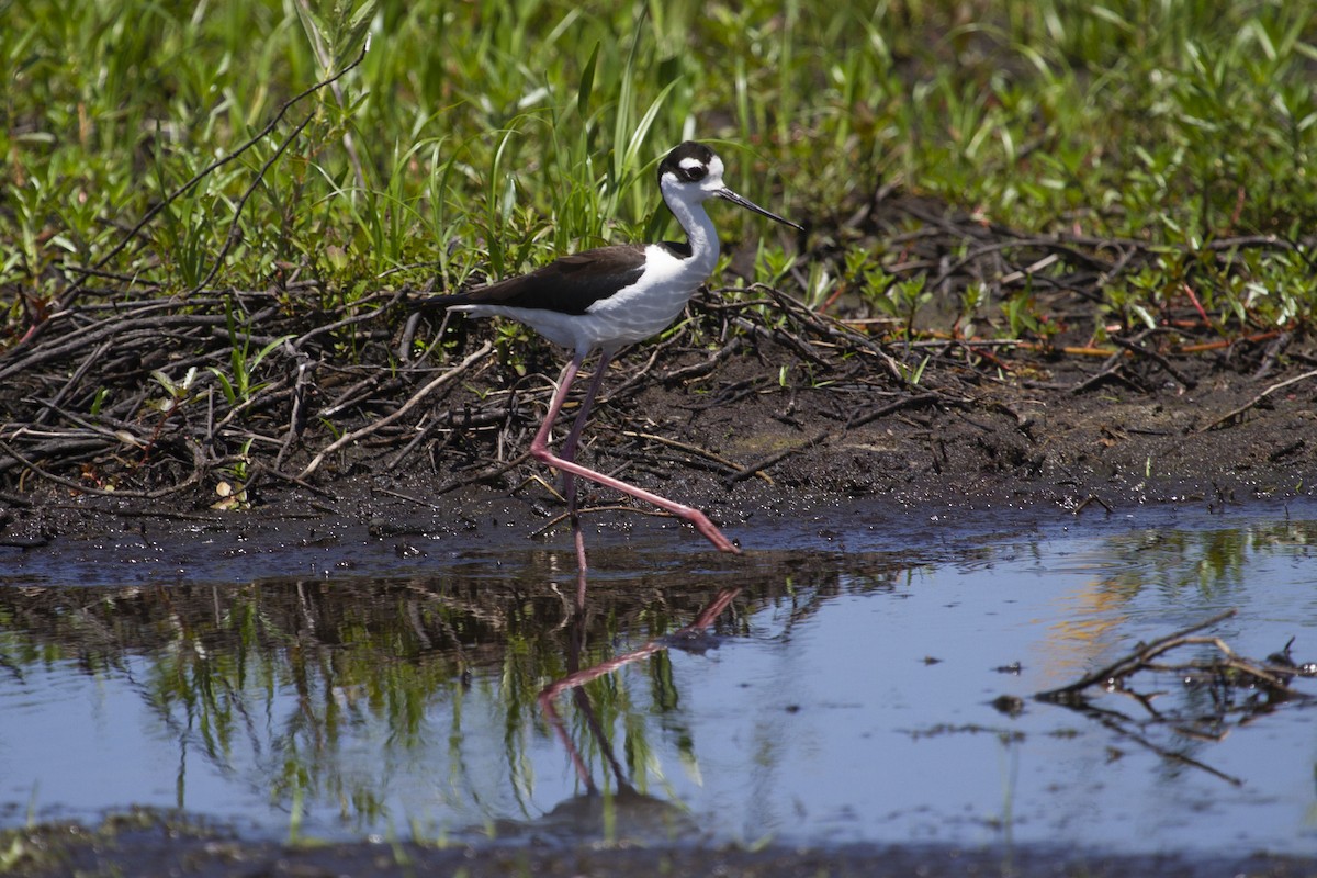 Black-necked Stilt - ML566143871