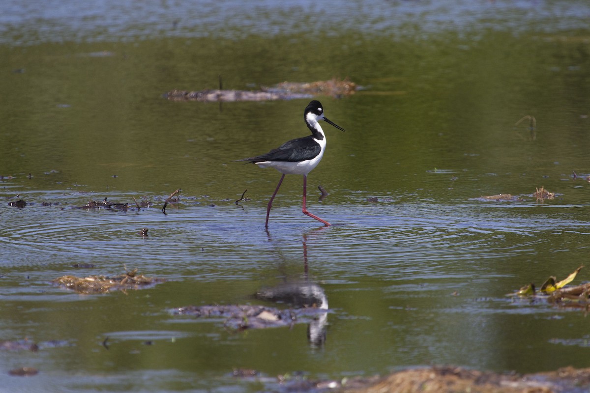 Black-necked Stilt - ML566143881