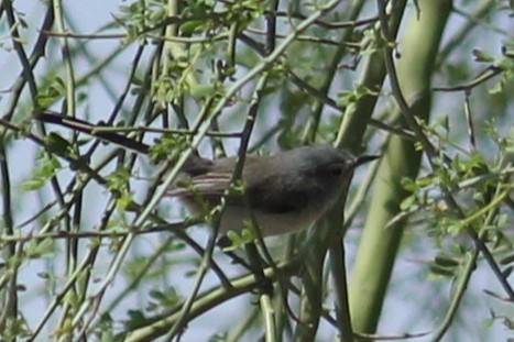 Black-tailed Gnatcatcher - ML566143931