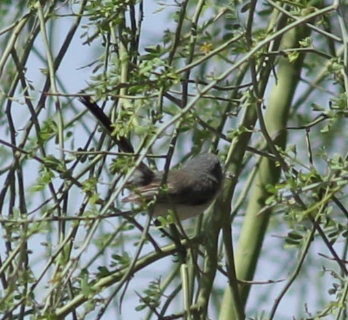 Black-tailed Gnatcatcher - ML566144201